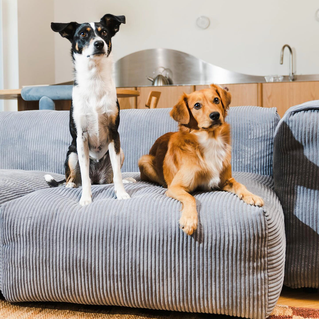 Deux chiens confortablement installés sur un canapé gris, illustrant la résistance et la douceur du tissu.