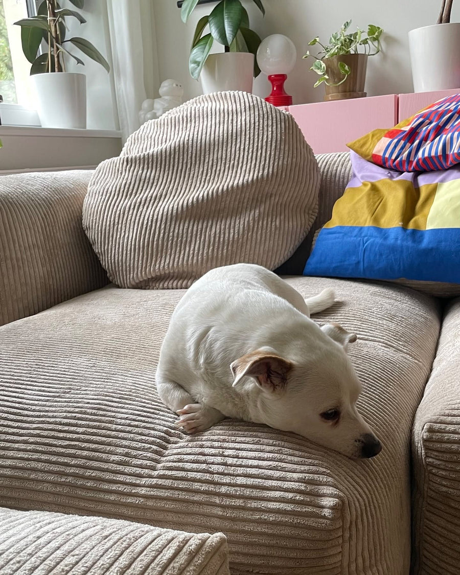 Coussin rond et assise du canapé modulable Cloud en velours côtelé beige, avec un petit chien blanc endormi