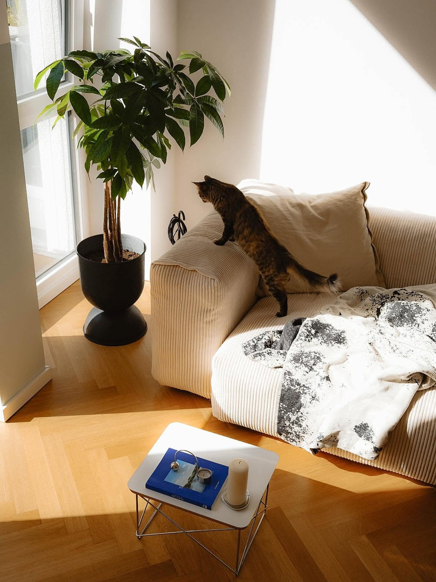 Canapé modulable Cloud en velours côtelé beige au soleil, plaid à motifs et un chat grimpant sur le dossier